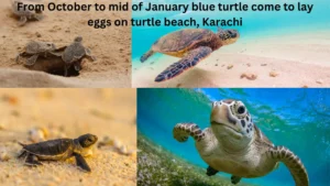 blue turtle 