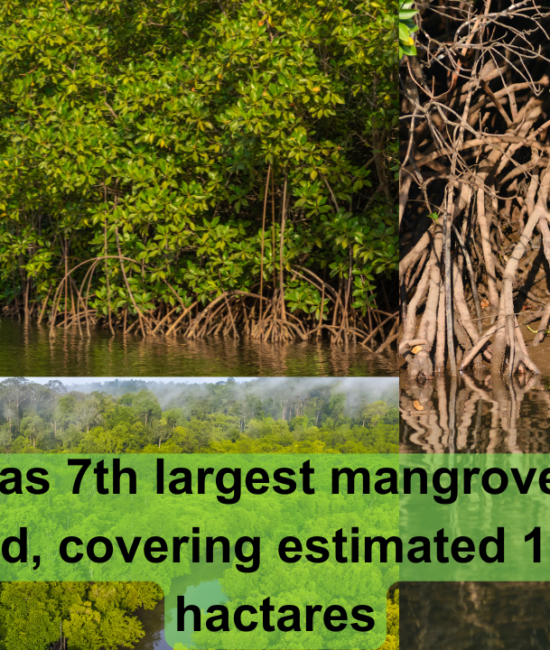 mangroves forests in Pakistan.